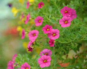 Obraz premium Petunia Flowers and soft background