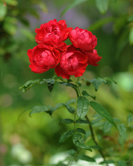 Red Rose on the Branch in the Garden