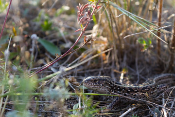 close up of a lizard in the grass