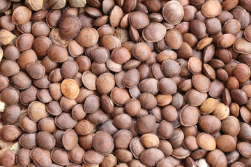 Legumes of Sacha inchi or Inca peanut.
