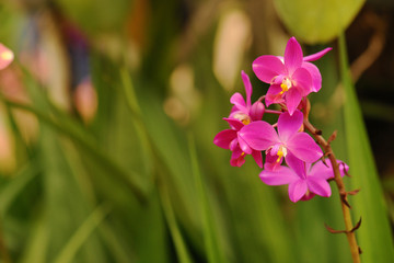 Beautiful little orchid with soft background