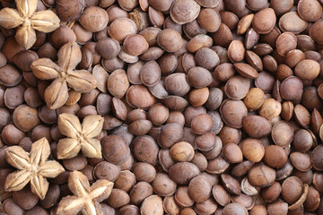 Legumes of Sacha inchi or Inca peanut.
