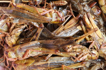 fried grasshopper,This local popular Thai food of northeast peop