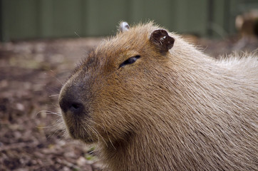 capybara