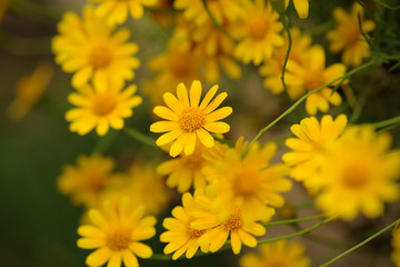 yellow daisy select focus