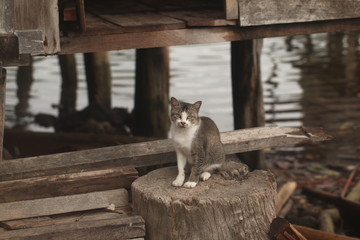 white and gray kitty outside sitting on a log