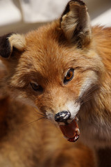 abgewetzter, ausgestopfter Rotfuchs