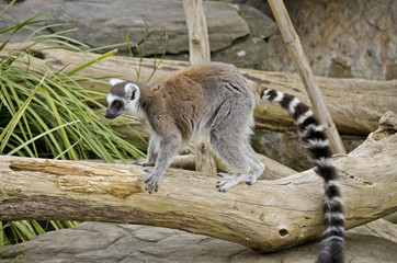 ring tailed lemur