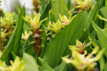 Beautiful siam tulips blooming in garden