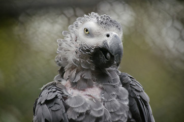 african grey  parrot
