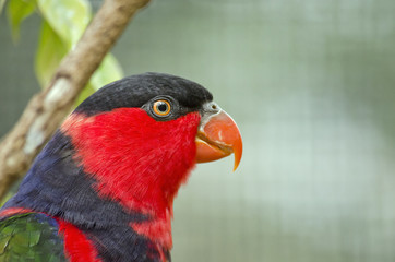 black capped lory
