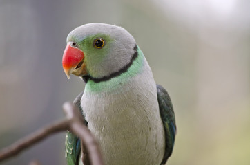Fototapeta na wymiar malabar parakeet