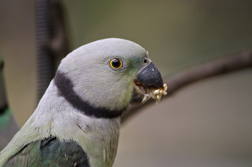 malabar parakeet