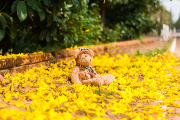 Teddy Bear sitting in the garden with yellow flower fall background. Concept about loneliness.  Teddy bear doll toy on yellow flower background.  TEDDY BEAR brown color with scarf on the yellow flower