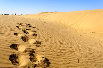Footprints of camel on Sand dunes, SAM dunes of Thar Desert of I
