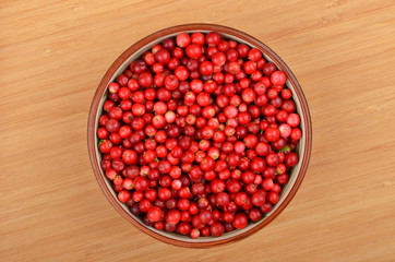 Lingonberry (Vaccinium vitis-idaea)