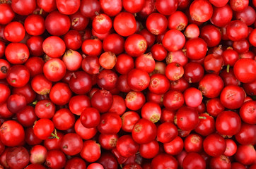 Lingonberry (Vaccinium vitis-idaea)