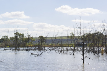 Dead Trees at Young Husband, Murray River, South Australia