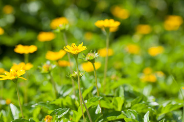 Close-up of Singapore dailsy, Beautiful yellow flowers.