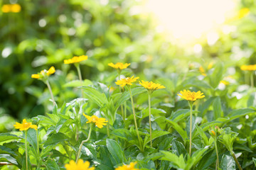 Close-up of Singapore dailsy, Beautiful yellow flowers lens fair
