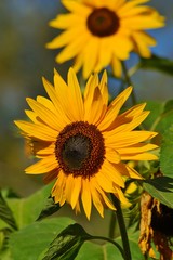 Obraz premium Beautiful red ornamental sunflower - Helianthus 