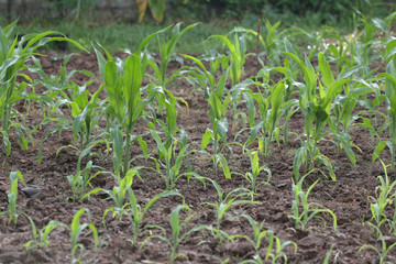 Seedlings of corn in farming area.