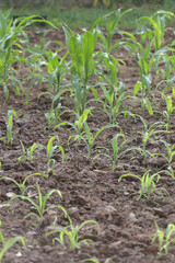 Seedlings of corn in farming area.