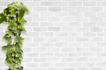white brick green ivy