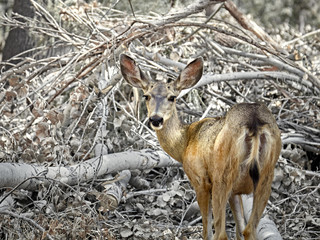 Mule Deer grazing in the Forest