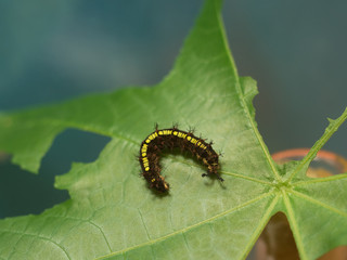 カバタテハの幼虫
