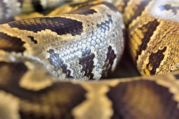 boa snake was curled up
