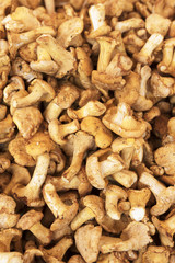 Chanterelle mushrooms.