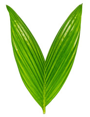 Closeup green leaf with isolated background