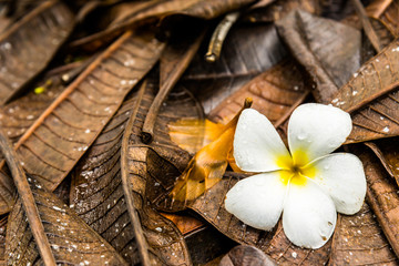 Closeup white flower fallen on brown leaf
