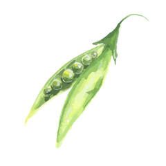 Isolated watercolor peas on white background. Healthy and tasty vegetable with vitamins.