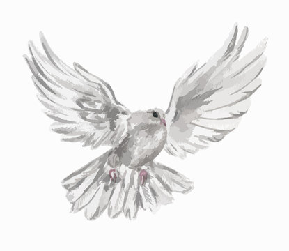 Watercolor dove set. White pigeon symbol of love , piece and freedom. Beautiful creature for lovely art and decoration.