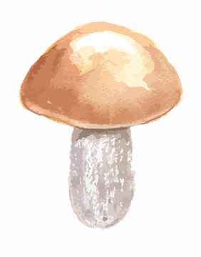 Watercolor mushrooms. Healthy food for autumn nature concept. Delicious edible mushrooms.