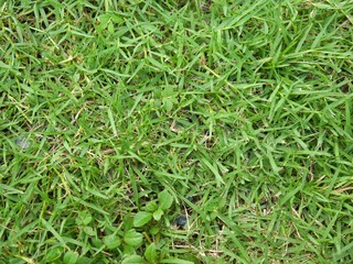 Obraz premium Countryard