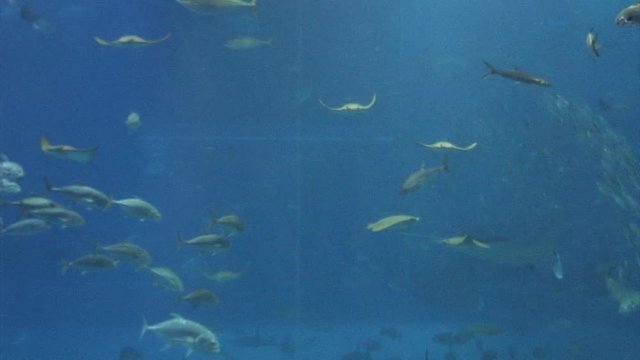 Aquarium