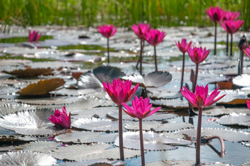 Pink water lilies group in bloom Tobago natural pond