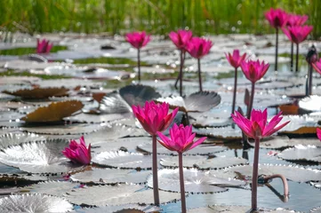 Papier Peint photo autocollant Nénuphars Pink water lilies group in bloom Tobago natural pond