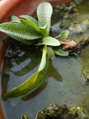 water plants