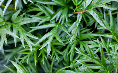 Obraz premium green leaf texture as background