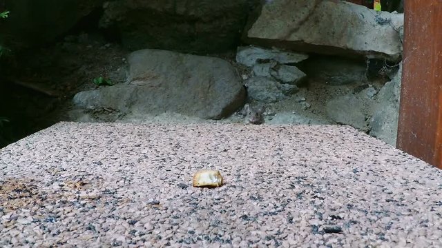 Slow motion 25% of wild small mouse outdoor eating rest of the meal