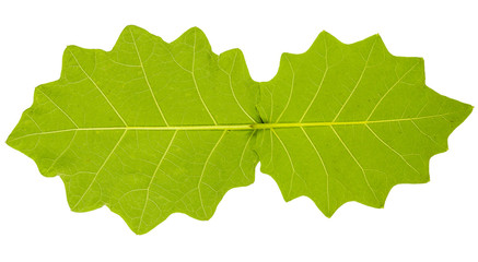 Image closeup of two serrated leaf with isolated white backgroun