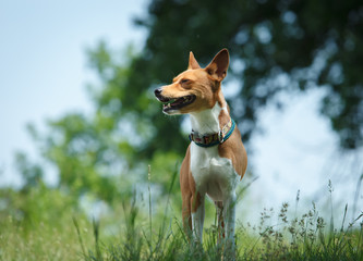 Basenji dog in a park. Portrait