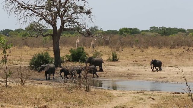 herd of African elephants and giraffes at a muddy waterhole, Etosha national Park, Ombika, Kunene, Namibia. Safari wildlife photography