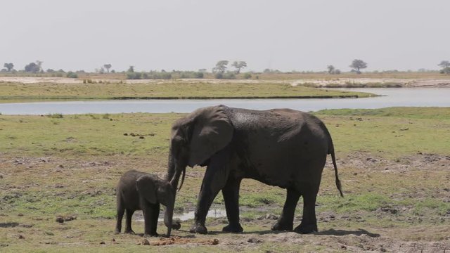 African elephants mother take care her baby elephant and drinking at waterhole Hwange national park, Matabeleland, North Zimbabwe. Safari wildlife photography