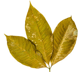 Three dry leaves closeup with isolated background