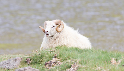 One Icelandic big horn sheep